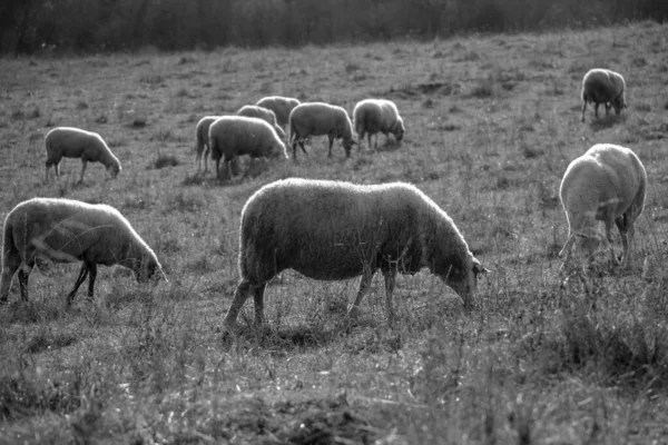 羊と山への木や景色の牧草地 スロバキア — ストック写真