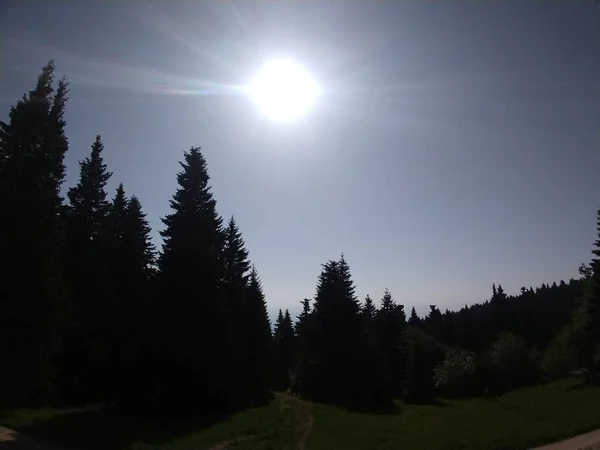 Волшебные Деревья Лесу Солнечный День Словакия — стоковое фото