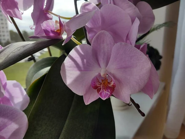 Krásná Orchidej Květiny Ner Okno — Stock fotografie