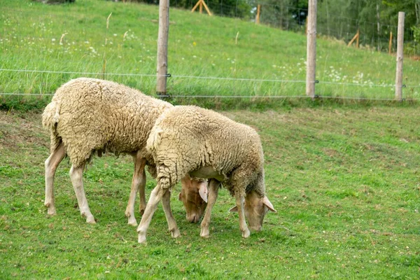 Dagopname Van Grazende Lammeren — Stockfoto