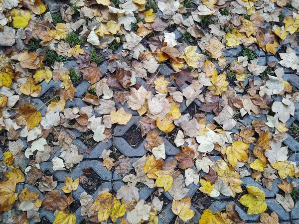 背景下秋叶特写 — 图库照片