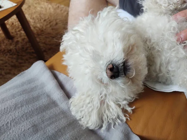 Primer Plano Tiro Perro Blanco Con Dueño —  Fotos de Stock