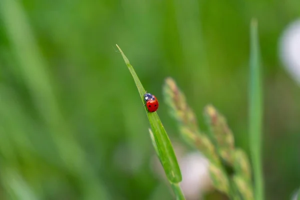 テントウムシ植物の茎を閉じて — ストック写真