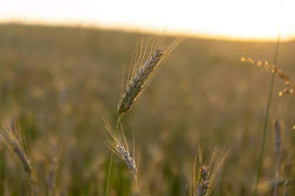 Pšeničné Pole Při Západu Slunce Zlaté Zralé Uši Žita — Stock fotografie