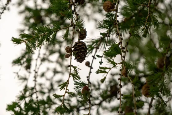 Dennenbomen Takken Met Naalden Kegels Natuurlijk Behang — Stockfoto