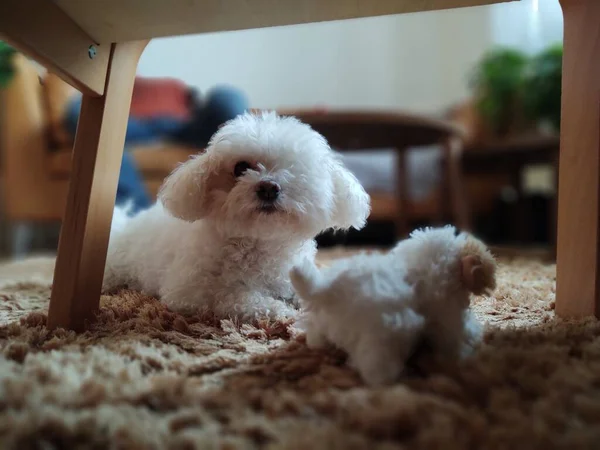 Portrait White Small Dog Home — Stock Photo, Image