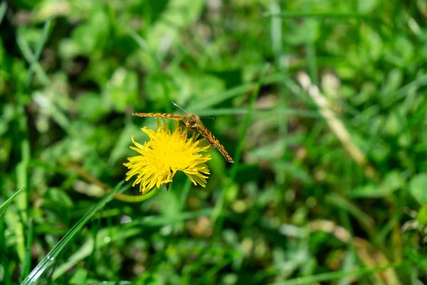 Motyl Kwiat Zbliżenie Strzał — Zdjęcie stockowe