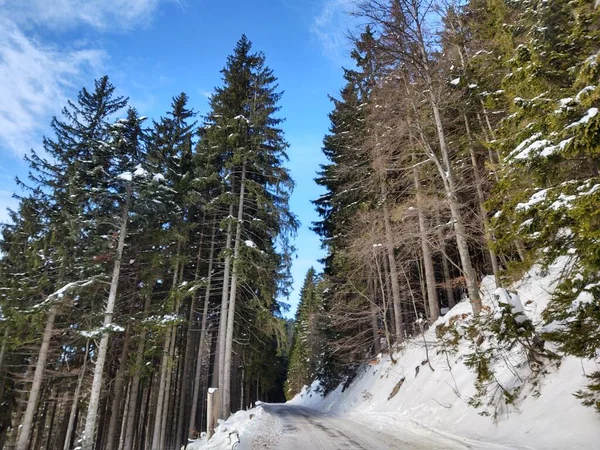 Magic trees  in the forest during sunny day. Slovakia