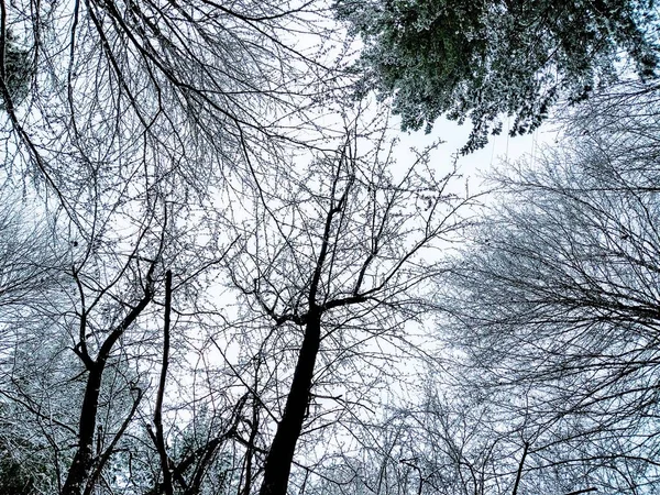 Árvores Floresta Durante Dia Ensolarado Eslováquia — Fotografia de Stock