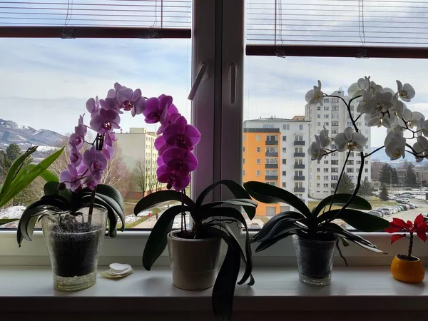 Mooie Roze Orchideeën Het Raam — Stockfoto
