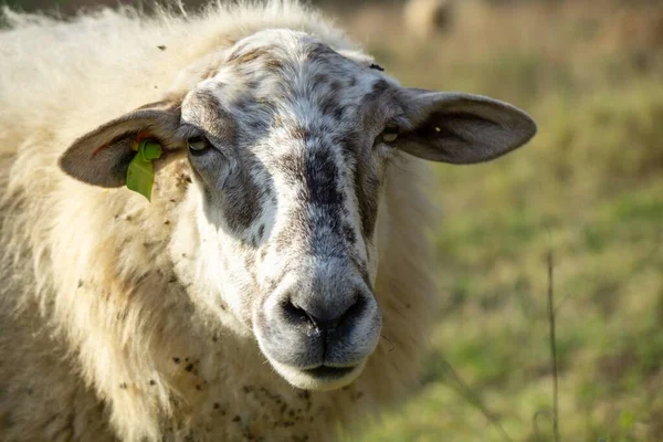 Field Sheep Slovakia Spring — Stock Photo, Image