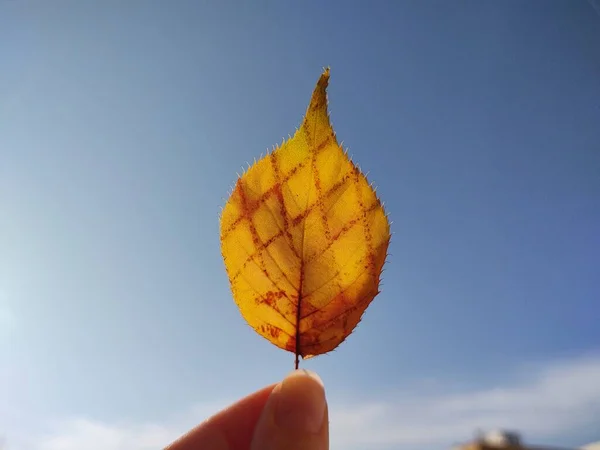 배경에 나뭇잎을 — 스톡 사진