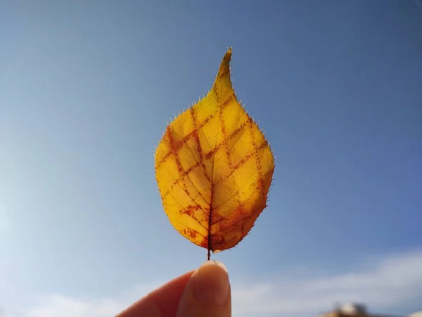 Mão Segurando Uma Folha Céu Fundo — Fotografia de Stock