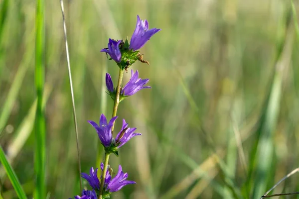 Mooie Bloemen Tuin Close Schot — Stockfoto