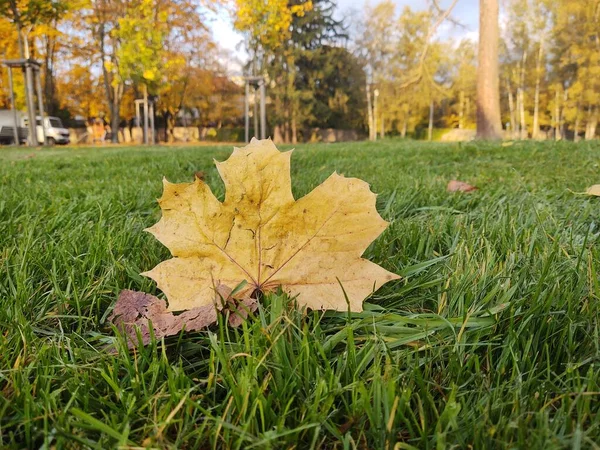 Primer Plano Otoño Hojas Sobre Fondo — Foto de Stock