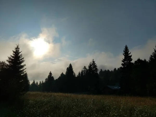 Sapins Dans Forêt Slovaquie — Photo