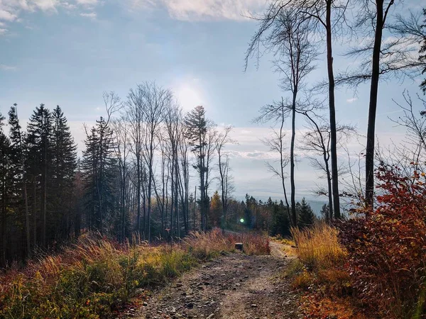 Bäume Wald Sonnigen Tagen Slowakei — Stockfoto