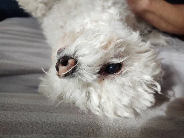 Ower Con Perro Pequeño Blanco Casa —  Fotos de Stock