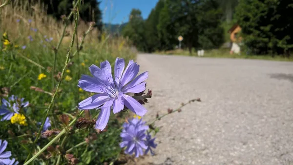 Kolor Kwiaty Polu Zbliżenie Strzał — Zdjęcie stockowe