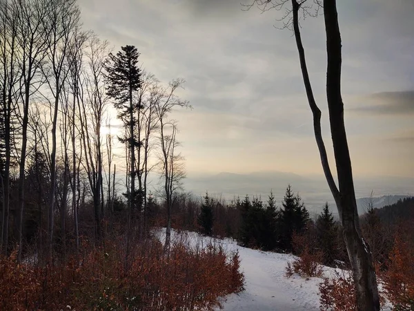 Derin Kış Boyunca Kar Altında Ağaçlar Slovakya — Stok fotoğraf