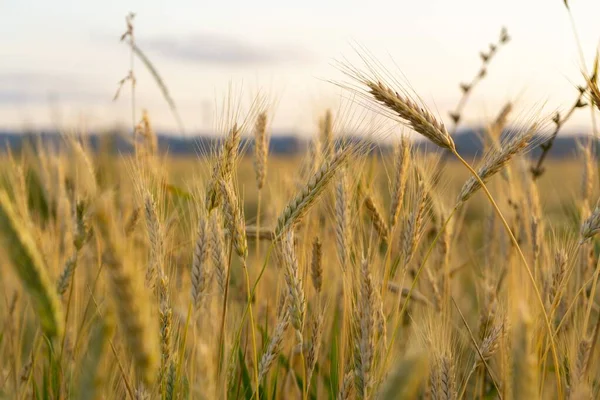 Krásný Výhled Pšeničné Pole Při Západu Slunce — Stock fotografie