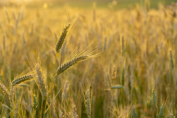 Campo Trigo Atardecer Orejas Maduras Doradas Centeno —  Fotos de Stock