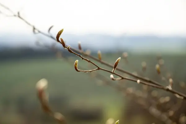 Wiosenne Kwiaty Gałęziach Drzewa — Zdjęcie stockowe