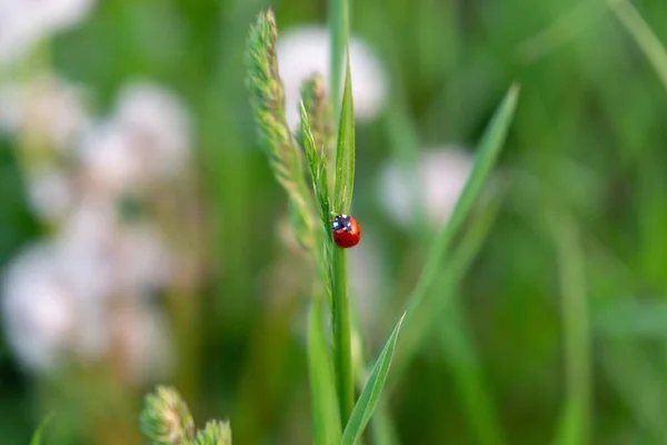 Ladybug Pada Tanaman Batang Menutup Ditembak — Stok Foto