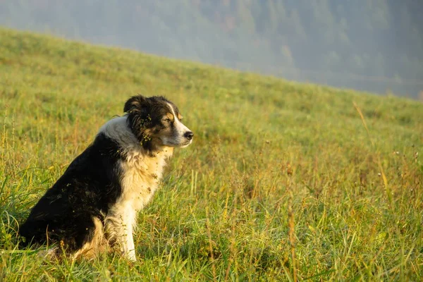 斯洛伐克草原上的小猎犬 — 图库照片