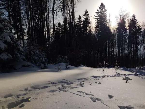 Дерева Снігу Під Час Глибокої Зими Словаччина — стокове фото