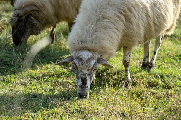 Prado Com Árvores Vista Para Montanhas Com Ovelhas Eslováquia — Fotografia de Stock