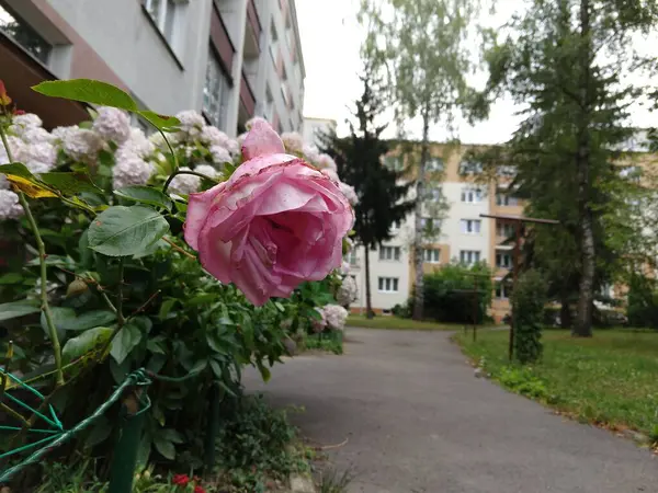 Квітуча Рожева Троянда Вулиці Будівлями — стокове фото