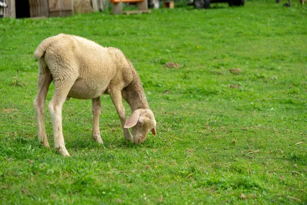 Dagopname Van Graaslammen — Stockfoto