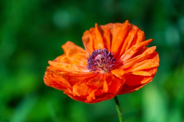 Oranje Papavers Bloeien Tuin Natuur — Stockfoto