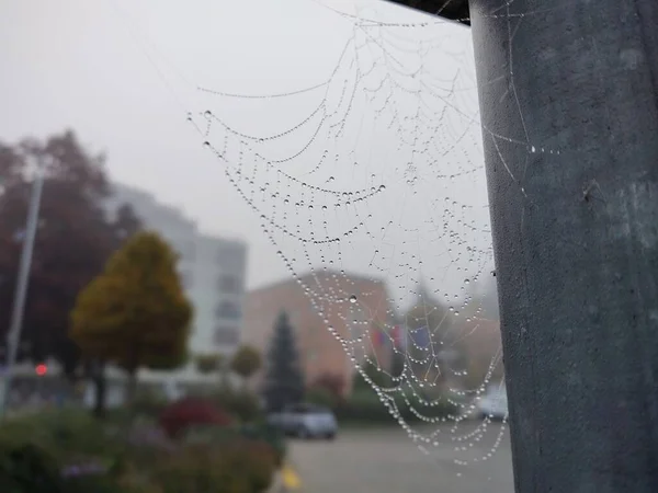 Toile Araignée Sur Fond Gros Plan — Photo