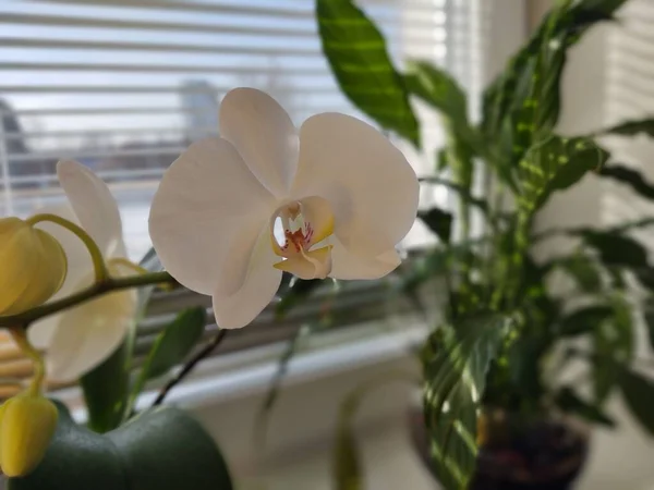 Beautiful White Orchids Window — Stock fotografie