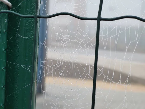 Spinnenweb Achtergrond Close — Stockfoto