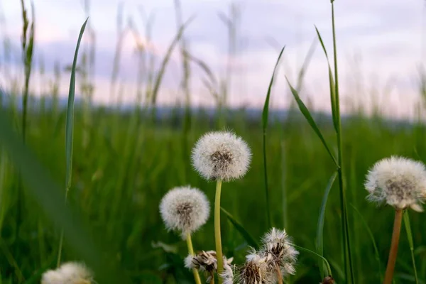 Paardebloem Het Groene Gras — Stockfoto