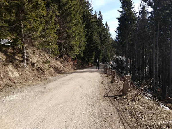 Trees Paths Forest Slovakia — Stock Photo, Image