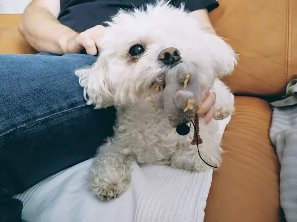 Ower Avec Petit Chien Blanc Maison — Photo