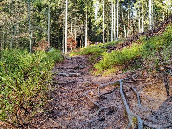 Trees and paths in forest. Slovakia