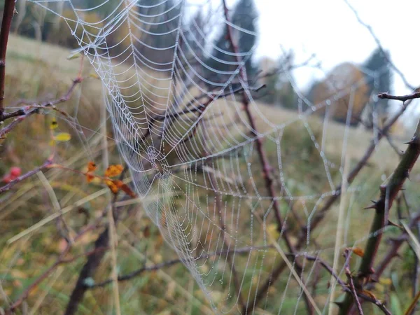 Spinnennetz Frühlingsfeld — Stockfoto