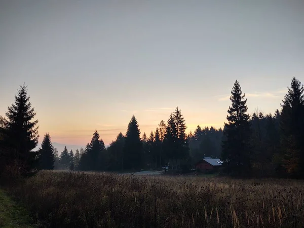 Arbres Automne Dans Forêt Slovaquie — Photo