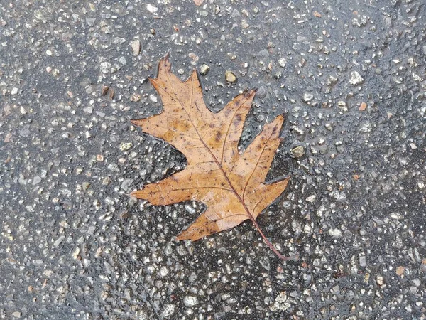 Herbstblatt Auf Dem Boden Slowakei — Stockfoto