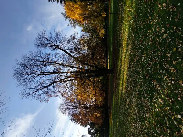 Äste Von Bäumen Park — Stockfoto