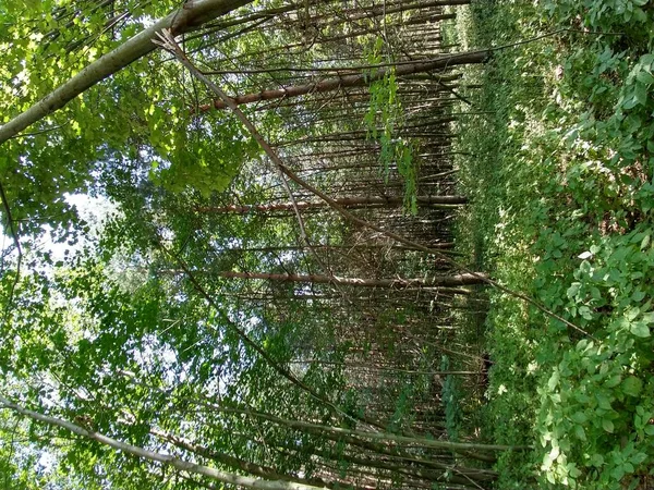 Alberi Verdi Nella Foresta Giorno Colpo Tempo — Foto Stock