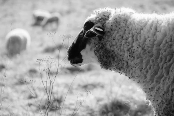 Ovce Pasoucí Zelené Louce — Stock fotografie