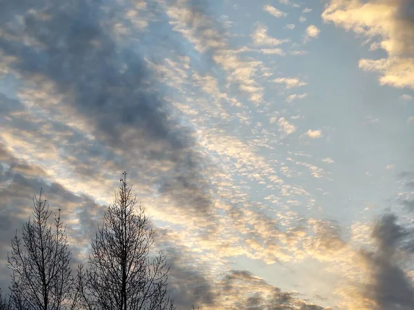 Céu Por Sol Nublado Com Árvores Nuas — Fotografia de Stock