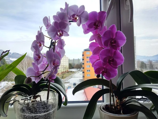 Mooie Roze Orchideeën Het Raam — Stockfoto