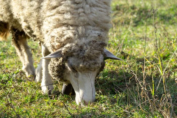 Campo Com Ovelhas Eslováquia Primavera — Fotografia de Stock